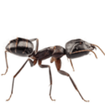 ant control buckhorn