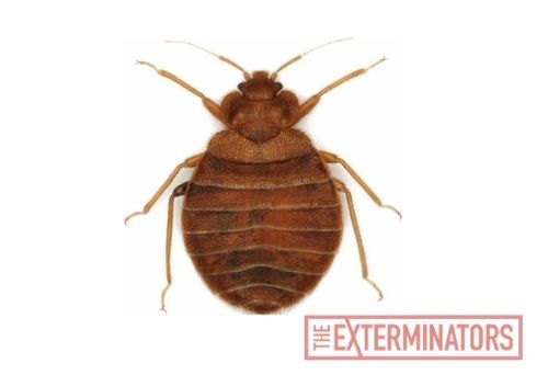bed bug control buckhorn