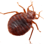 bed bugs