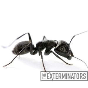 carpenter ant control buckhorn
