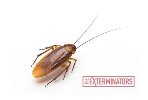cockroach exterminator buckhorn