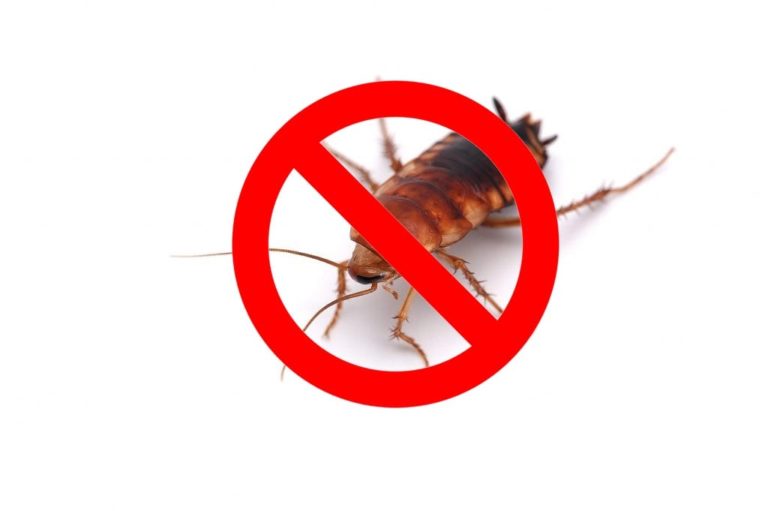 exterminator buckhorn