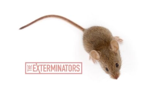 mice exterminator buckhorn