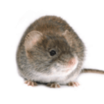 mouse exterminator buckhorn